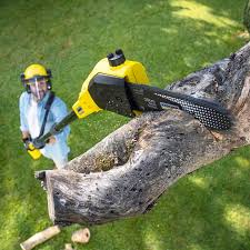 Best Tree Fertilization  in Rockdale, IL
