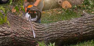 Best Fruit Tree Pruning  in Rockdale, IL
