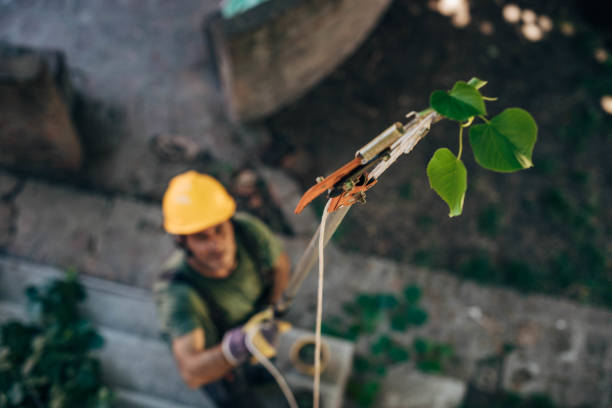 Best Hedge Trimming  in Rockdale, IL
