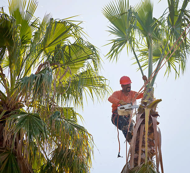 How Our Tree Care Process Works  in  Rockdale, IL
