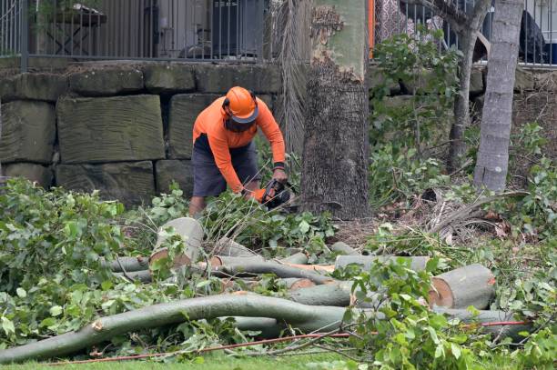 Best Tree and Shrub Care  in Rockdale, IL