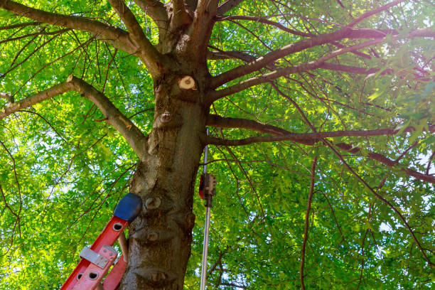 Best Tree Preservation Services  in Rockdale, IL